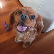 House Sitter - Animal lover / passion for gardening.