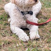 Home Owner wanting sitter in , New South Wales