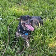 Home Owner wanting sitter in , Western Australia