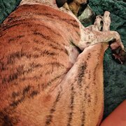 Home Owner wanting sitter in Brisbane, Queensland