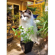 Home Owner wanting sitter in Perth, Western Australia