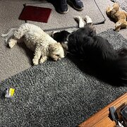 Home Owner wanting sitter in Albury, New South Wales