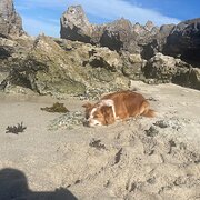 Home Owner wanting sitter in Perth/Joondalup, Western Australia