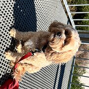 Home Owner wanting sitter in Adelaide, South Australia