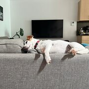 Home Owner wanting sitter in Melbourne, Victoria