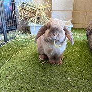 Home Owner wanting sitter in Perth, Western Australia