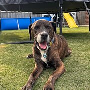 Home Owner wanting sitter in Melbourne, Victoria