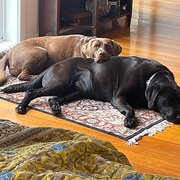 Home Owner wanting sitter in Geelong, Victoria