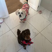 Home Owner wanting sitter in Adelaide, South Australia