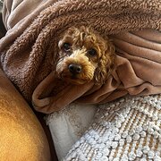 Home Owner wanting sitter in , Australian Capital Territory