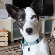 Home Owner wanting sitter in CANBERRA, Australian Capital Territory