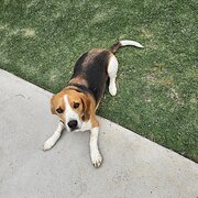 Home Owner wanting sitter in , Victoria