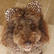 Home Owner wanting sitter in GOLD GOAST, Queensland