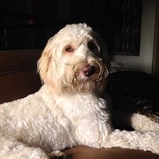 Home Owner wanting sitter in GOLD GOAST, Queensland