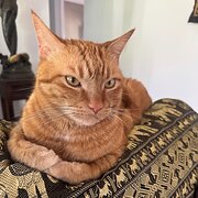 Home Owner wanting sitter in Brisbane, Queensland