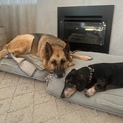 Home Owner wanting sitter in Adelaide, South Australia