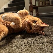 Home Owner wanting sitter in Near fern tree gully, Victoria