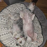 Home Owner wanting sitter in , Western Australia