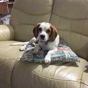 Home Owner wanting sitter in , New South Wales