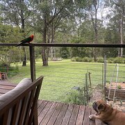 Home Owner wanting sitter in Eumundi, Queensland