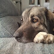 Home Owner wanting sitter in Canberra City CIVIC, Australian Capital Territory