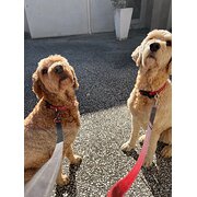 Home Owner wanting sitter in Gold Coast, Brisbane, Queensland