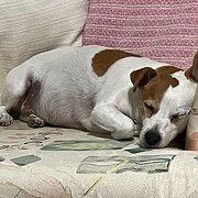 Home Owner wanting sitter in , New South Wales