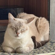 Home Owner wanting sitter in , Victoria