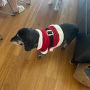 Home Owner wanting sitter in Perth, Western Australia