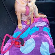 Home Owner wanting sitter in Melbourne , Victoria