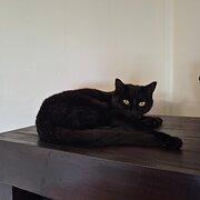 Home Owner wanting sitter in Wollongong, New South Wales