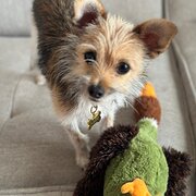 Home Owner wanting sitter in , South Australia