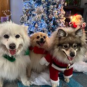 Home Owner wanting sitter in Adelaide, South Australia