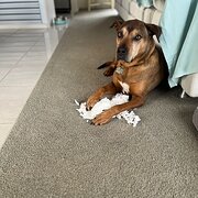 Home Owner wanting sitter in Geelong, Victoria