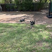 Home Owner wanting sitter in Penrith, New South Wales