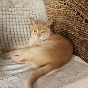 Home Owner wanting sitter in Mandurah, Western Australia