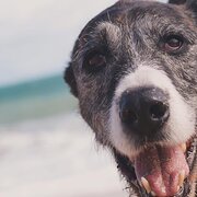 Home Owner wanting sitter in , Western Australia