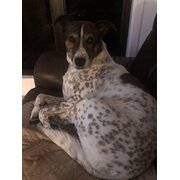 Home Owner wanting sitter in Brisbane, Queensland