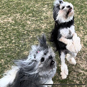 Home Owner wanting sitter in Melbourne, Victoria