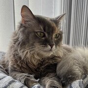 Home Owner wanting sitter in Brisbane, Queensland