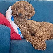 Home Owner wanting sitter in , Australian Capital Territory