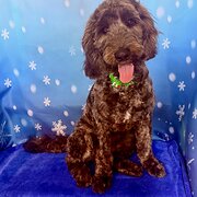 Home Owner wanting sitter in Brisbane, Queensland