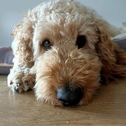 Home Owner wanting sitter in Wonthaggi, Victoria