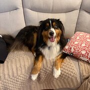 Home Owner wanting sitter in Salamander Bay, New South Wales