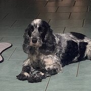 Home Owner wanting sitter in , New South Wales