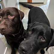 Home Owner wanting sitter in Brisbane , Queensland