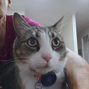 House Sitter - Maggie