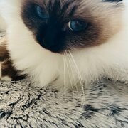 Home Owner wanting sitter in Brisbane, Queensland