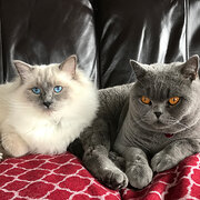 Home Owner wanting sitter in Launceston, Tasmania