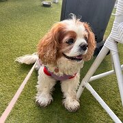 Home Owner wanting sitter in , Queensland